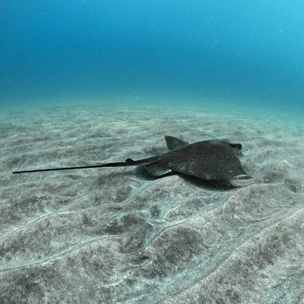 pozo izquierdo